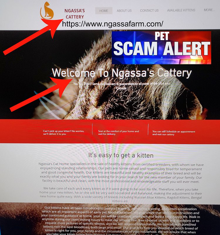 Ngassa's Cattery is a Scam Site!! Buyer Beware!!