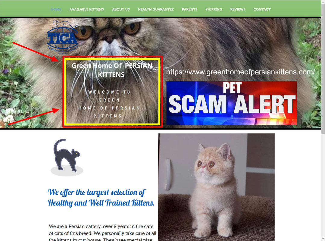 Green Home of Persian Kittens is a Scam Site - Buyer Beware!! https://www.greenhomeofpersiankittens.com/home