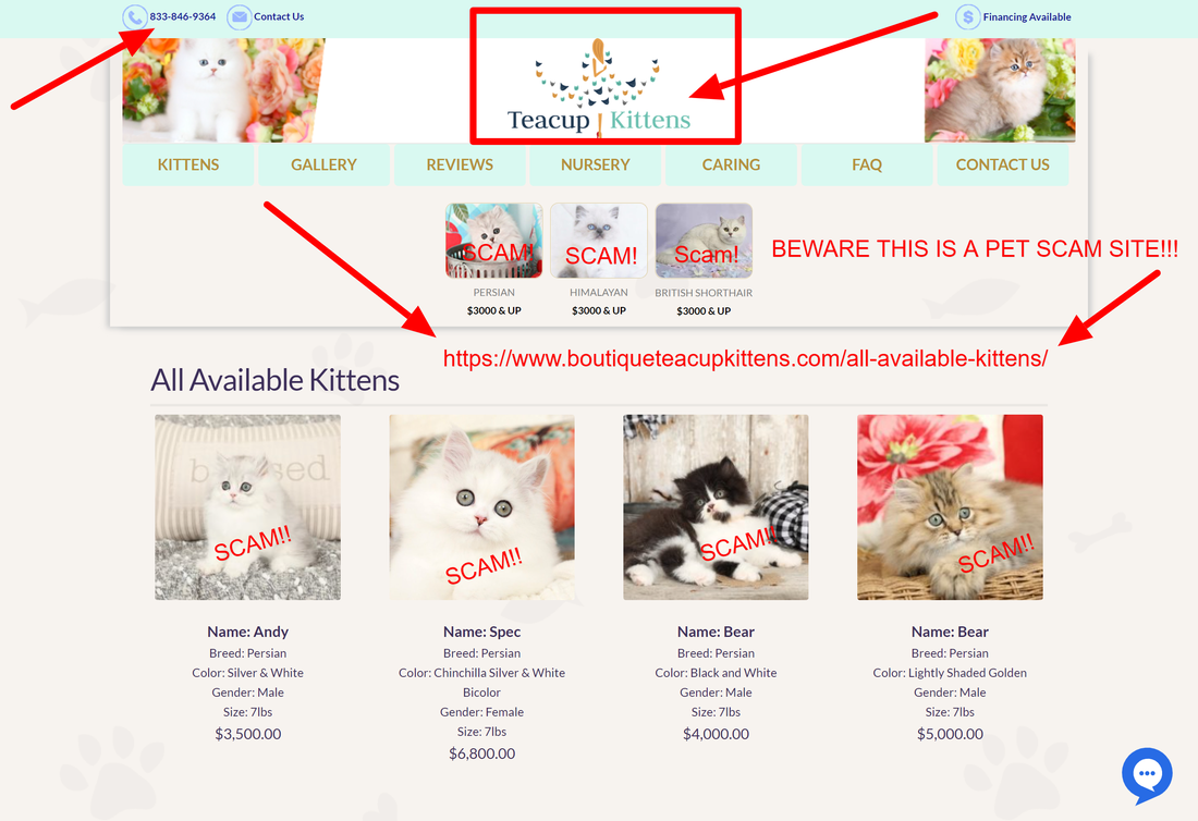 Boutique Teacup Kittens is a Scam Site!! Buyer Beware!! https://www.boutiqueteacupkittens.com/