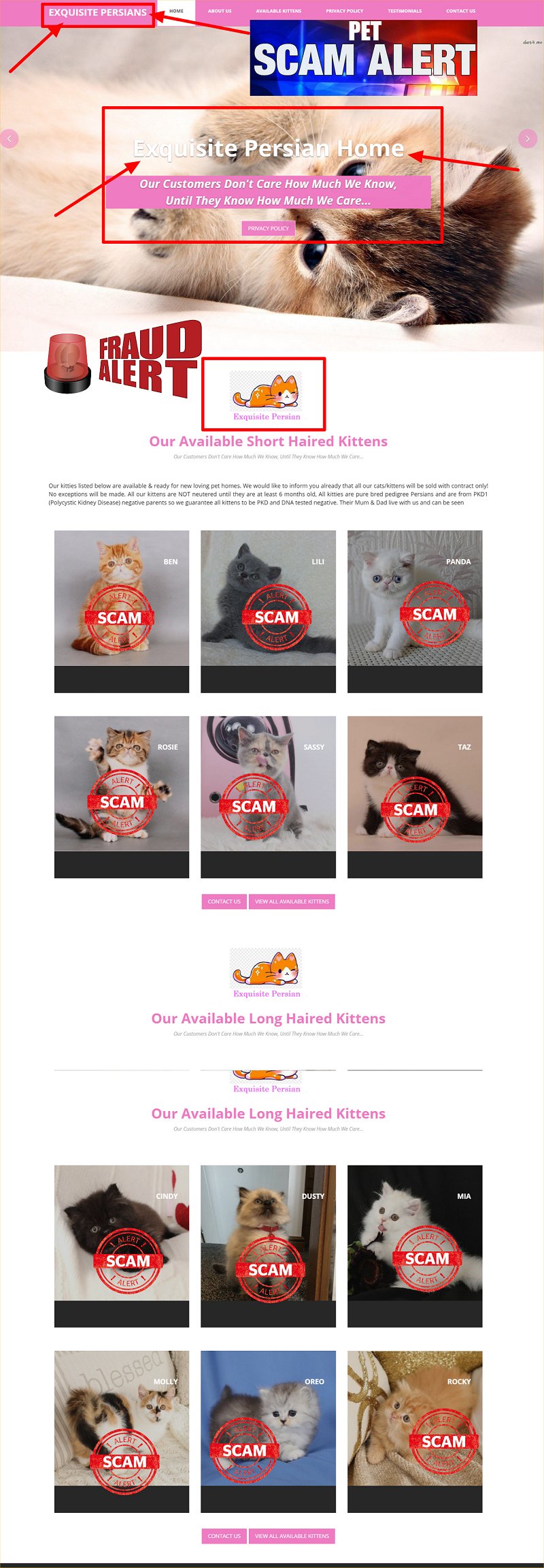 Exquisite Persians - Exquisite Persian Kittens Cattery is a scam site!! Buyer Beware!! https://exquisitekitties.com/