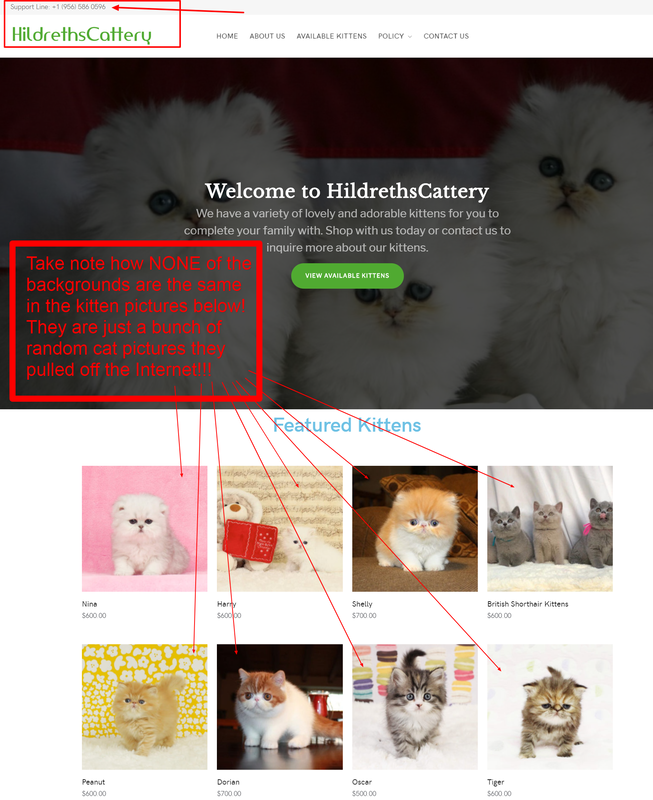 Hildreths Cattery Website is a Scam Site - Buyer Beware!