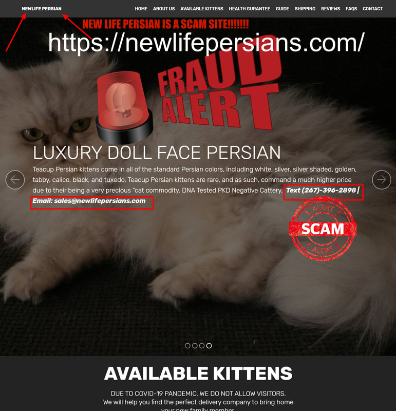 Newlife Persian is a Scam Site - Buyer Beware!
