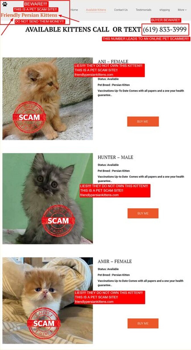 Friendly Persian Kittens is a Scam Site - Buyer Beware!!! DO NOT SEND THEM MONEY!!!  https://friendlypersiankittens.com/  - 619-833-3999