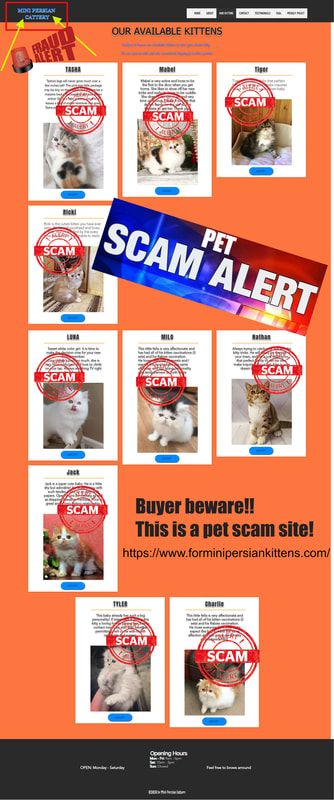 Mini Persian Kittens Cattery is a Scam Site - Buyer Beware!