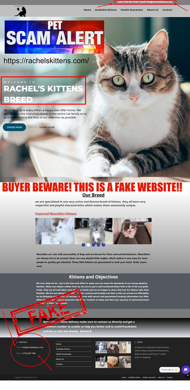 Rachel's Kittens Breed is a  Kitten Scam Website!!! - Buyer Beware!!! https://rachelskittens.com/
