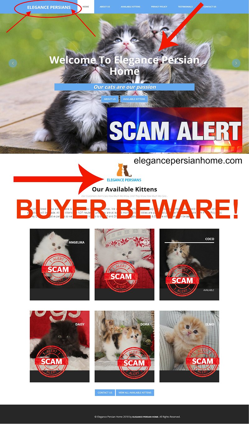 ELEGANCE PERSIANS Is A Scam Site!! Buyer Beware!!