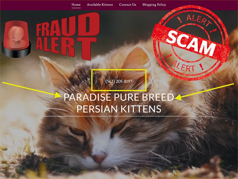 Paradise Persian Kittens is a Scam Site - Buyer Beware!