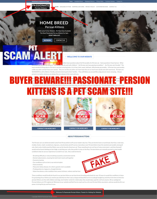 Passionate Persian Kittens is a Pet Scam Site! Buyer Beware!!! This is their newest website design as of 6-26-2020