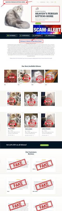 Heaven's Persian Kittens is a Scam Site - Buyer Beware!!