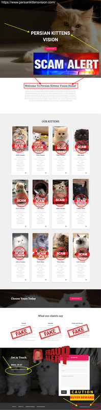Heaven's Persian Kittens is a Scam Site - Buyer Beware!